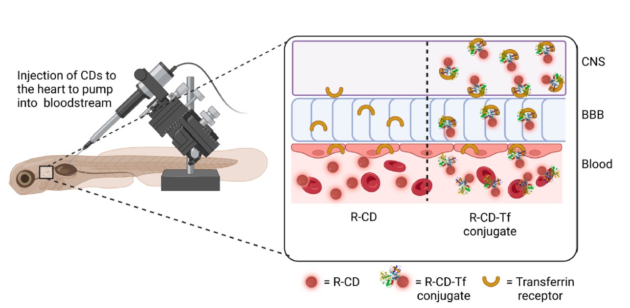 rcd-zeb-bbb
