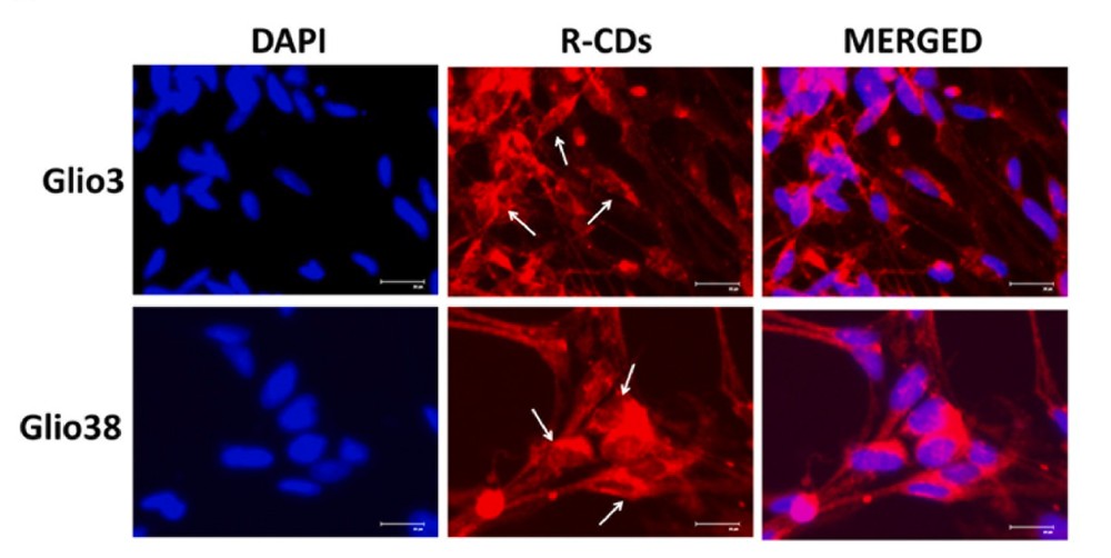 rcd-invitro